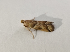 Nyctegretis lineana