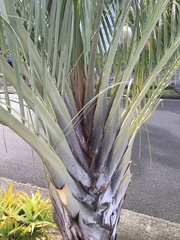 Dypsis decaryi