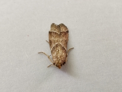 Nyctegretis lineana