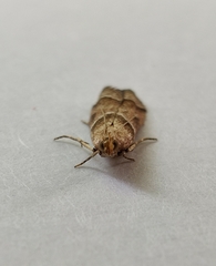 Nyctegretis lineana