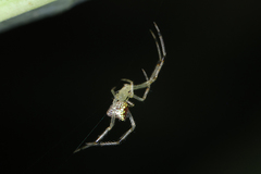 Thwaitesia margaritifera