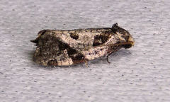 Aethes rana