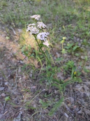 Achillea millefolium