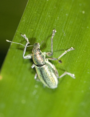 Naupactus auricinctus
