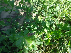 Chorthippus maritimus