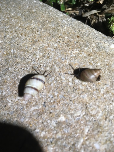 Bulimulus guadalupensis