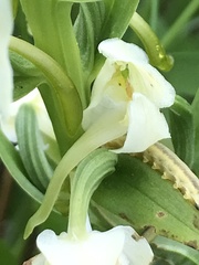 Platanthera chlorantha