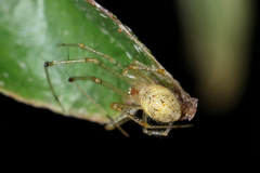 Chrysso lingchuanensis