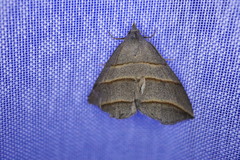 Colobochyla salicalis