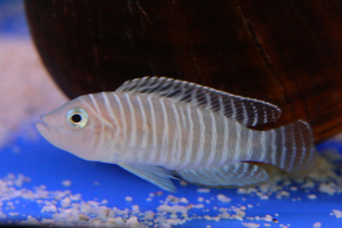 Similis (Shell Dweller) photo