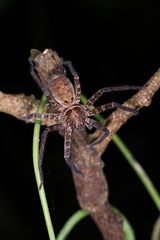 Heteropoda amphora