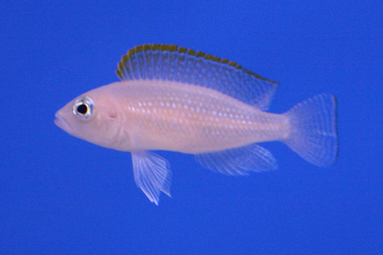 Tanganyikan Neolamprologus