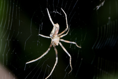 Cyphalonotus