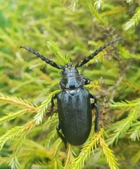 Prionus laticollis