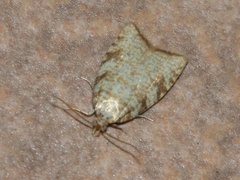 Aleimma loeflingiana