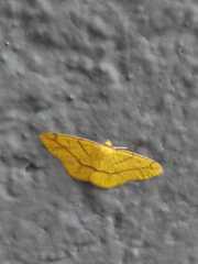 Periclina syctaria
