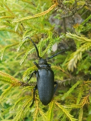 Prionus laticollis