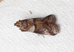 Conobathra hemichlaena