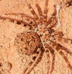 Hersiliola macullulata