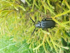 Prionus laticollis
