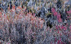 Tecticornia moniliformis