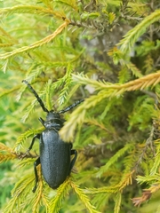 Prionus laticollis