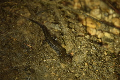 Desmognathus carolinensis