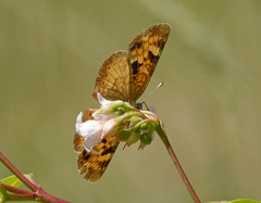 Phyciodes batesii