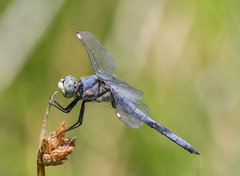 Libellula comanche