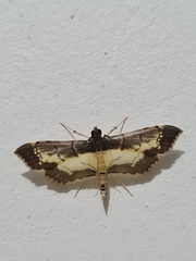 Lepidoptera