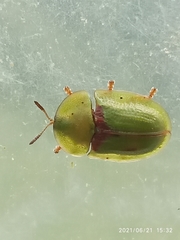 Cassida denticollis
