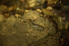 Desmognathus carolinensis