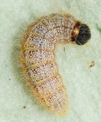 Muschampia baeticus