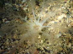 Neopentadactyla mixta