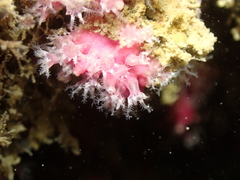 Alcyonium hibernicum