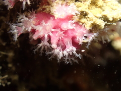 Alcyonium hibernicum