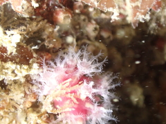 Alcyonium hibernicum