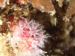 Alcyonium hibernicum