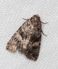 Condica macrosema