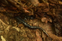 Plethodon cylindraceus