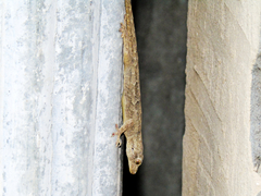 Hemidactylus flaviviridis