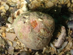 Gibbula magus