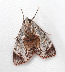 Enchesphora recurvalis