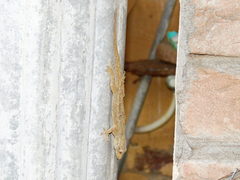 Hemidactylus flaviviridis