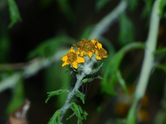 Eriophyllum latilobum