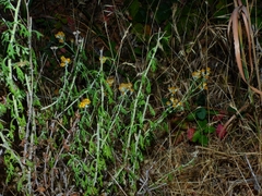 Eriophyllum latilobum