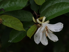 Pterospermum suberifolium