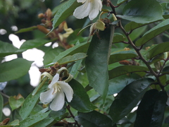 Pterospermum suberifolium