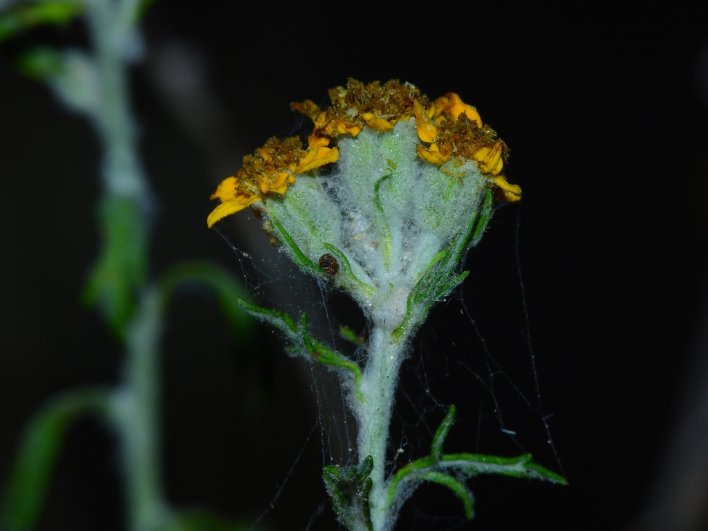San Mateo woolly sunflower