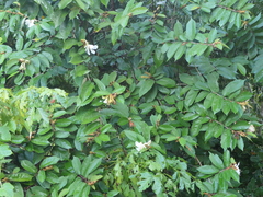 Pterospermum suberifolium